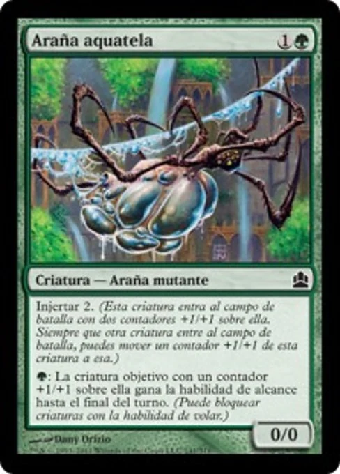 Araña aquatela